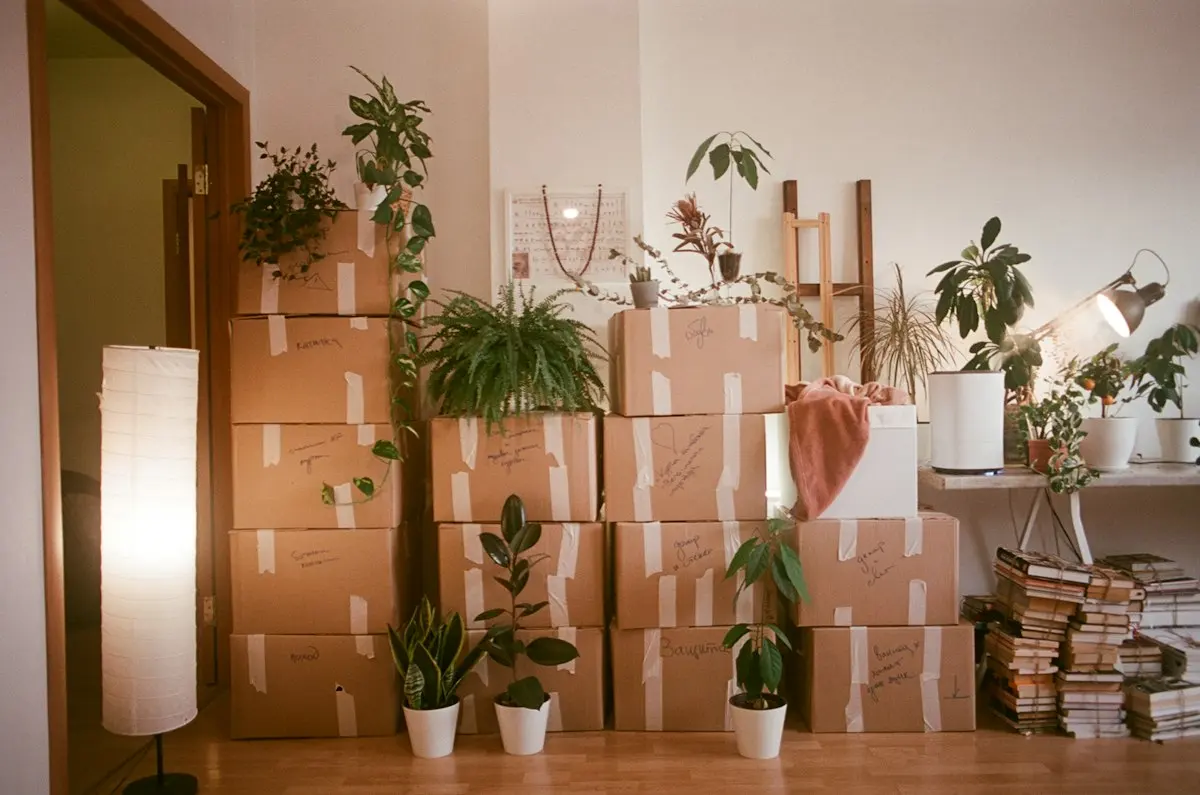 Labelled moving boxes stacked in a warm living room surrounded by house plants